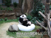 超萌熊猫可爱美甲款式美甲教程
